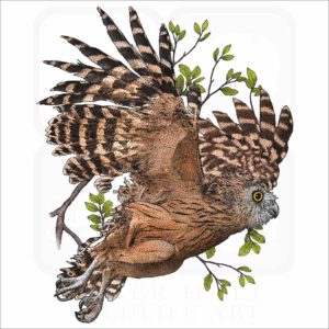 Buffy Fish Owl illustration