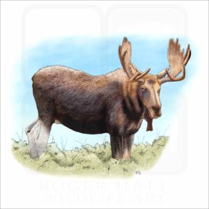 Bull Moose illustration