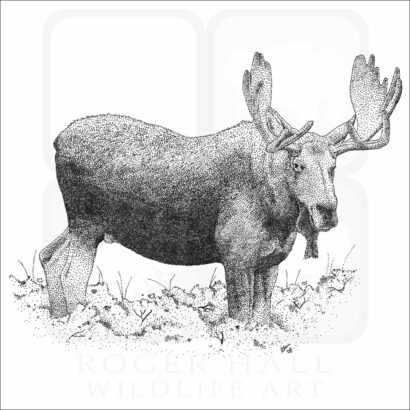 Bull Moose
