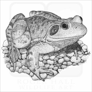 American Bullfrog art