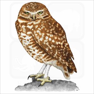 Burrowing Owl illustration