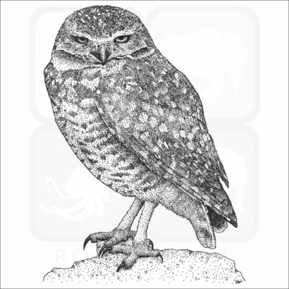 Burrowing Owl
