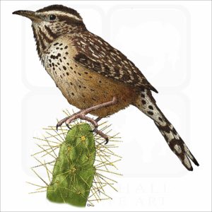 Cactus Wren illustration