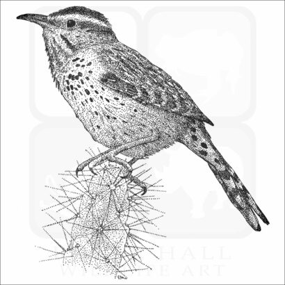 Cactus Wren