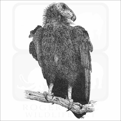California Condor