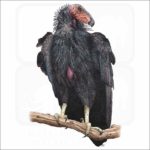 California Condor illustration