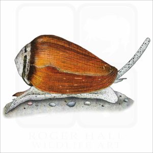 California Cone illustration