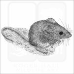 California Mouse