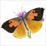 California Dog Face Butterfly illustration