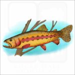 California Golden Trout illustration