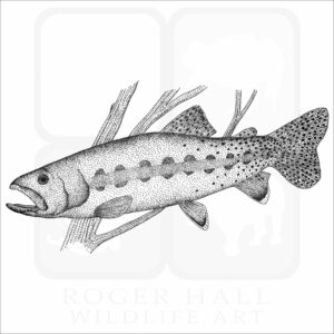 California Golden Trout