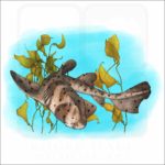 California Horn Shark illustration