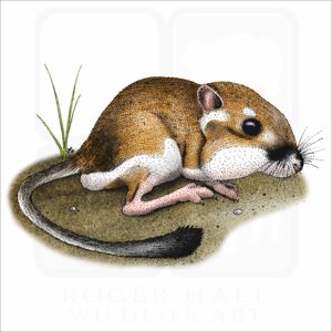 California Kangaroo Rat illustration