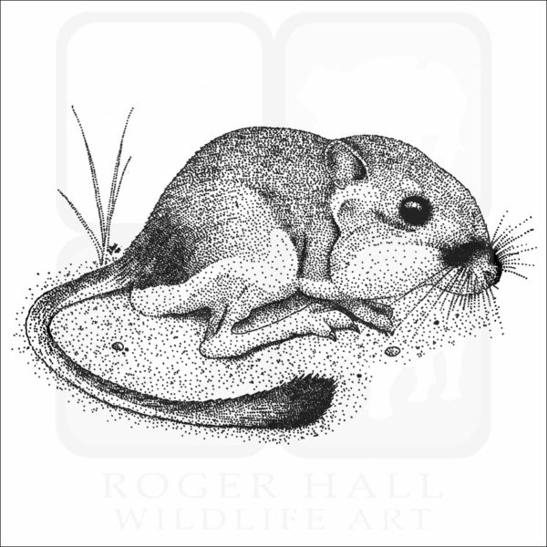 California Kangaroo Rat