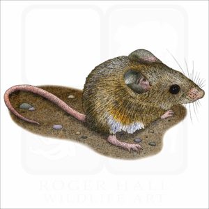 California Mouse illustration
