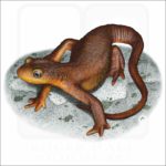 California Newt illustration