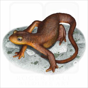 California Newt illustration