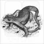 California Newt - Signed Fine Art Print - Image 2