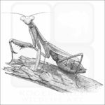 California Praying Mantis