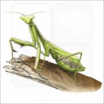 California Praying Mantis illustration