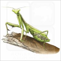 California Praying Mantis illustration