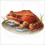 California Red-Legged Frog illustration