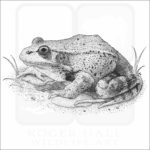 California Red-Legged Frog