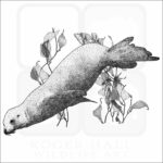 California Sea Lion