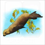 California Sea Lion illustration