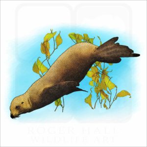 California Sea Lion illustration