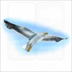 California Seagull illustration