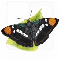 California Sister Butterfly illustration