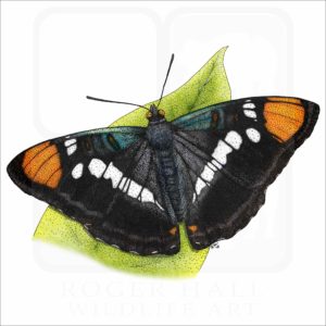 California Sister Butterfly illustration