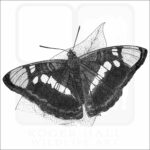 California Sister Butterfly