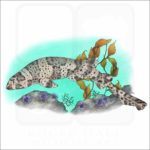 California Swell Shark illustration