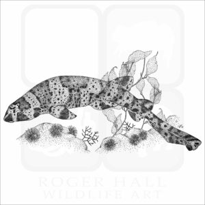 California Swell Shark