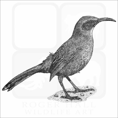California Thrasher