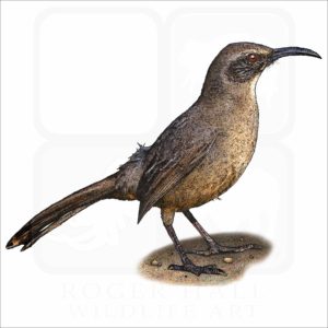 California Thrasher illustration