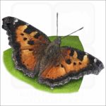 California Tortoiseshell Butterfly illustration