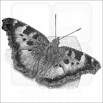 California Tortoiseshell Butterfly