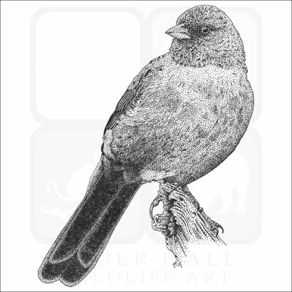 California Towhee
