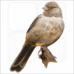 California Towhee illustration