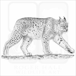 Canadian Lynx