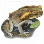 Cane or Marine Toad illustration