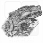 Cane or Marine Toad