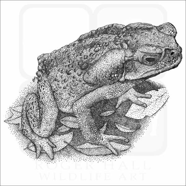 Cane or Marine Toad