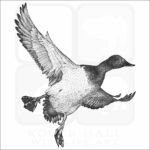 Canvasback Duck