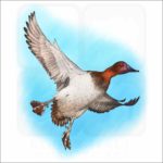 Canvasback Duck illustration