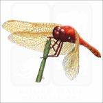 Cardinal Meadowhawk Dragonfly illustration