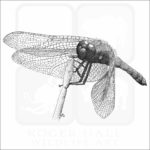 Cardinal Meadowhawk Dragonfly